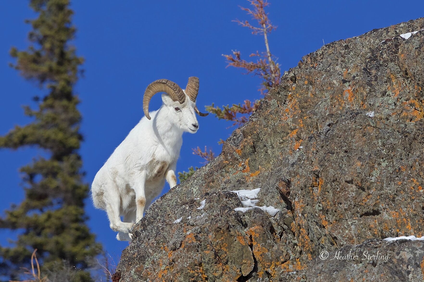 Dall Ram.jpg
